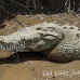 crocodile_american_tar_h_1500_cos2503.jpg
